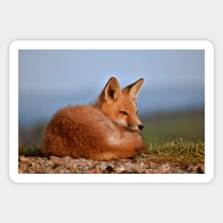 Alert Red Fox Kit Magnet